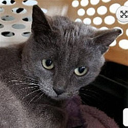 Photo of Cinder