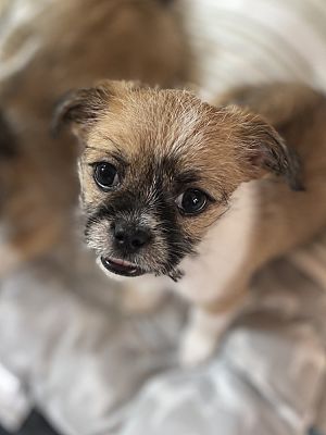 Highlands Ranch, CO - Chihuahua/Shih Tzu. Meet Minnie3 a Pet for ...