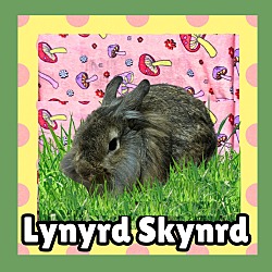 Thumbnail photo of Lynyrd Skynyrd #1