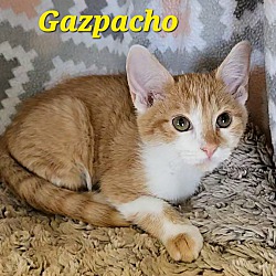 Thumbnail photo of Gazpacho #1