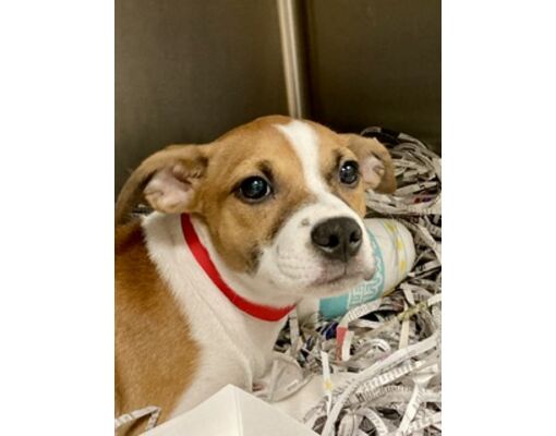 Houston, Tx - Golden Retriever Boston Terrier. Meet Sandy A Pet For 