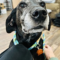 adopt a pet