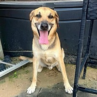 adopt a pet