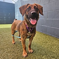adopt a pet
