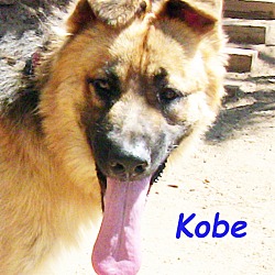 Thumbnail photo of Kobe #3