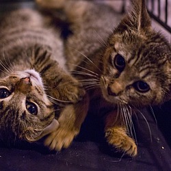 Thumbnail photo of IBKNY - cats & kittens #1