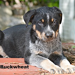 Thumbnail photo of Buckwheat~adopted! #1