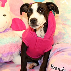 Thumbnail photo of Brandy ~ meet me! #3