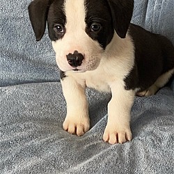 Photo of Hudson