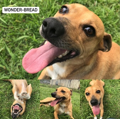 Photo of Wonder Bread