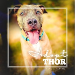 Photo of Thor