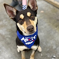adopt a pet