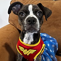 adopt a pet