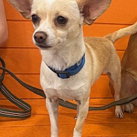 adopt-pet