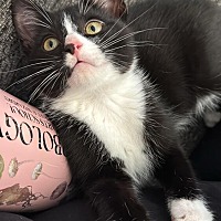 adopt a pet