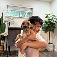 adopt a pet