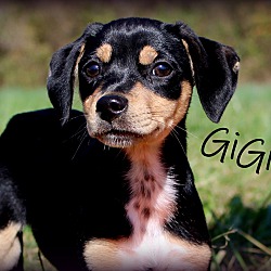 Thumbnail photo of GiGi~adopted! #1