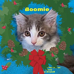 Thumbnail photo of Boomie #1