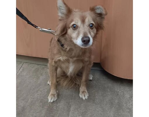 Westminster, CA - Sheltie, Shetland Sheepdog/Mixed Breed (Medium). Meet