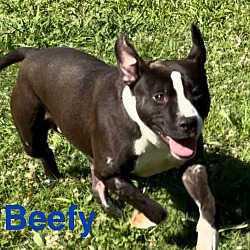 Photo of Beefy (4715 w 13th)