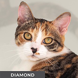 Thumbnail photo of Diamond #1