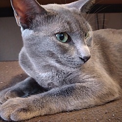 Thumbnail photo of Lady Jennifur Gray (Gray Gray) #2