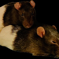 bonded pet photo