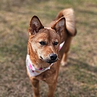adopt-pet