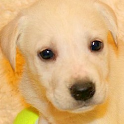Thumbnail photo of CHARLES(GORGEOUS LAB PUPPY!! #1