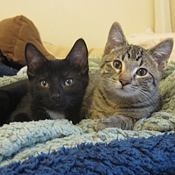 Thumbnail photo of 4 social, lovable kittens #4