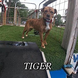 Photo of Tiger - Adoption fee sponsored