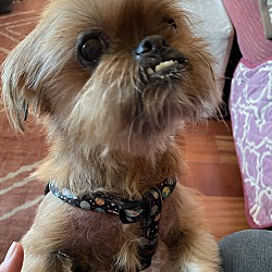 Photo of Bear