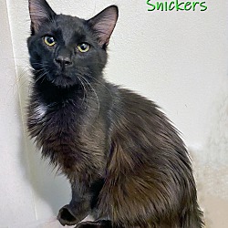 Thumbnail photo of Snickers #2
