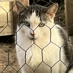 Thumbnail photo of Snow Paw - Barn/Working Cat #1