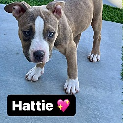 Thumbnail photo of Hattie #1