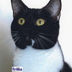 Thumbnail photo of Trilia #2