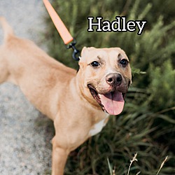 Thumbnail photo of Hadley #1