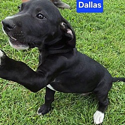 Thumbnail photo of Dallas #4