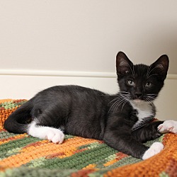 Thumbnail photo of Binx #3