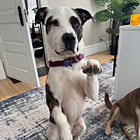 adopt a pet