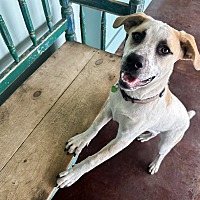 adopt a pet
