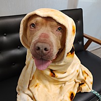 adopt a pet