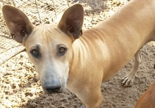 Freehold, NJ - Thai Ridgeback/Pharaoh Hound. Meet Anubis a Pet for