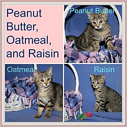 Thumbnail photo of Peanut Butter/Oatmeal/Raisin #1