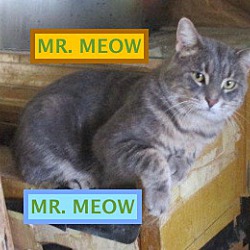 Thumbnail photo of MR. MEOW adopted 9-29-18 #2