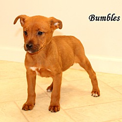 Thumbnail photo of Bumbles ~ meet me! #3