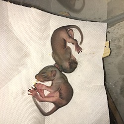 Thumbnail photo of Chip and Dale 2 Baby Squirrels #2