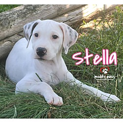 Thumbnail photo of Beagle Litter: Stella #1