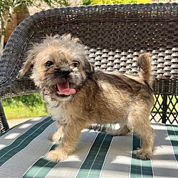 Thumbnail photo of Kiwi Pup Apricot #1