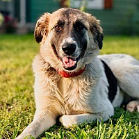 adopt a pet